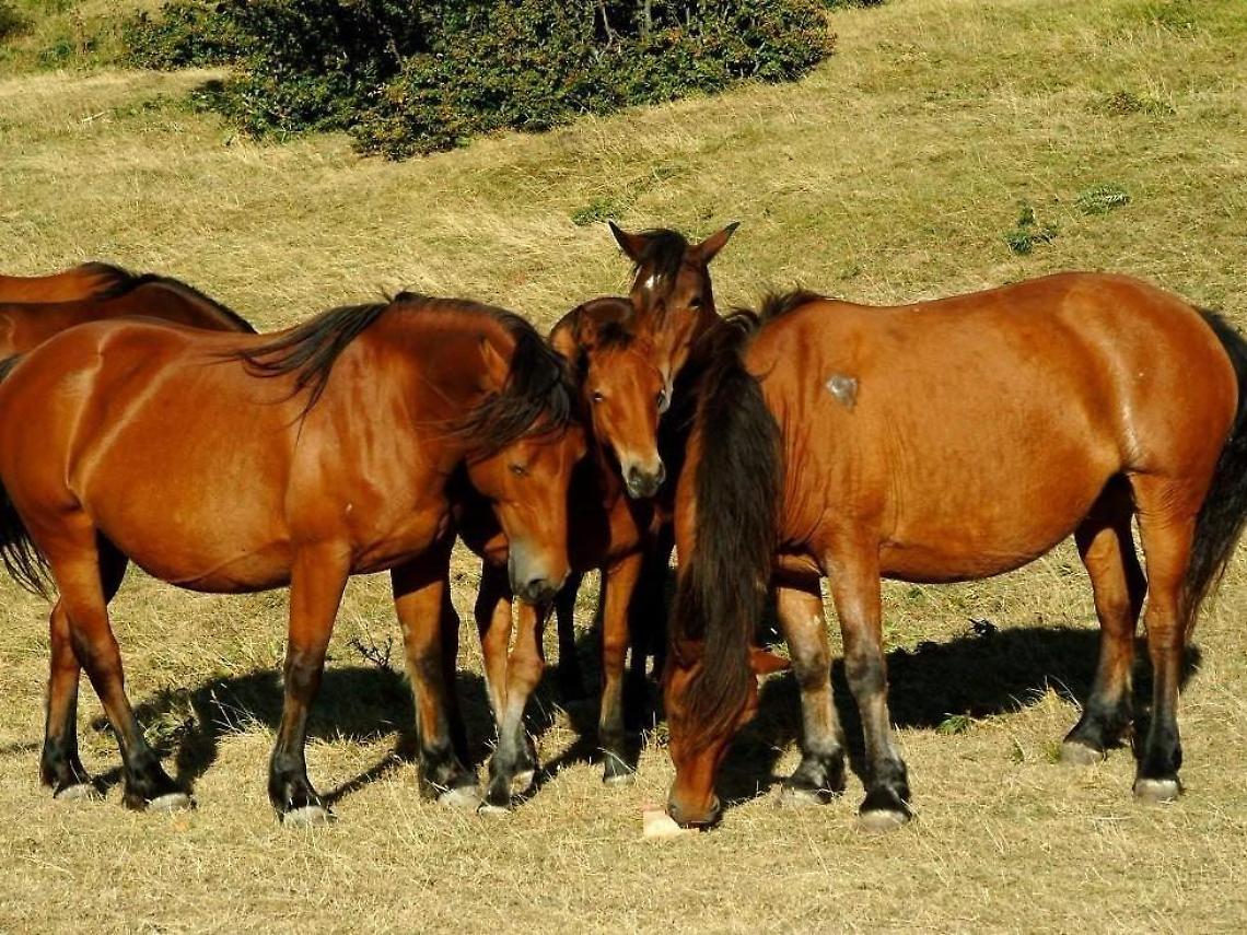 Cavalli uccisi a colpi di pistola: crescono denunce e segnalazioni. E' emergenza