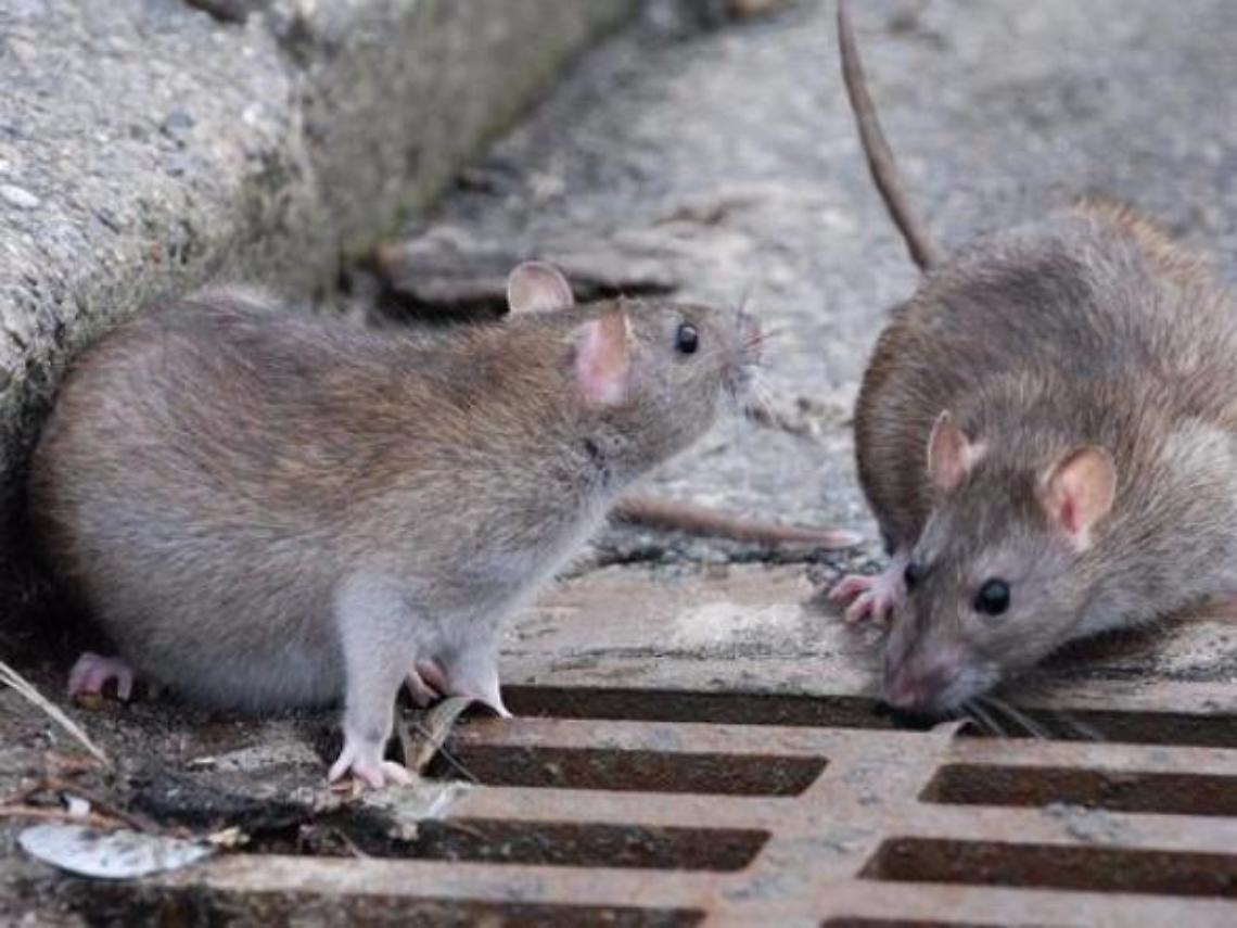 Città invasa dai topi: entrano nei negozi e nelle case. L'allarme dei cittadini