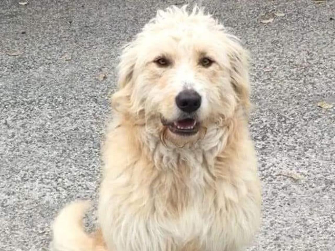 Meticcio accalappiato e poi trovato morto, la gente chiede chiarezza