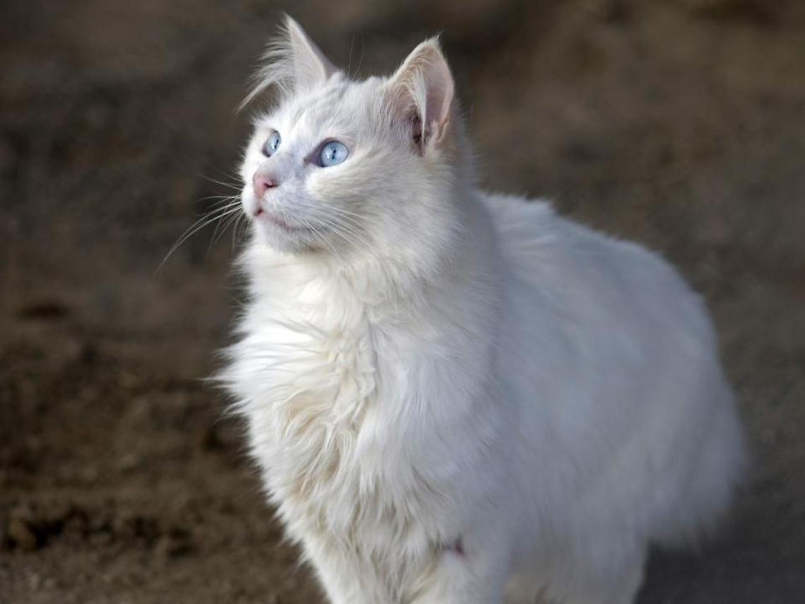Gatto ucciso a colpi di carabina, il proprietario non si arrende