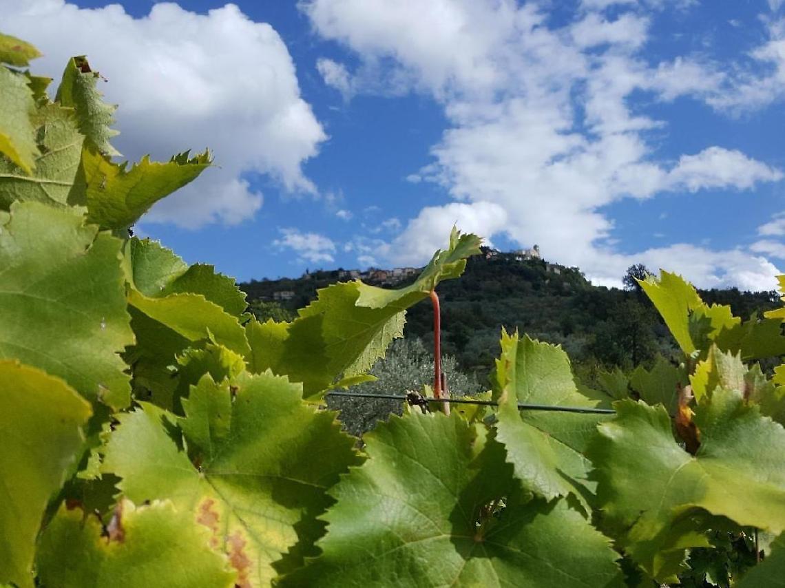 Nuovi sostegni al settore vitivinicolo: un bando da oltre due milioni di euro