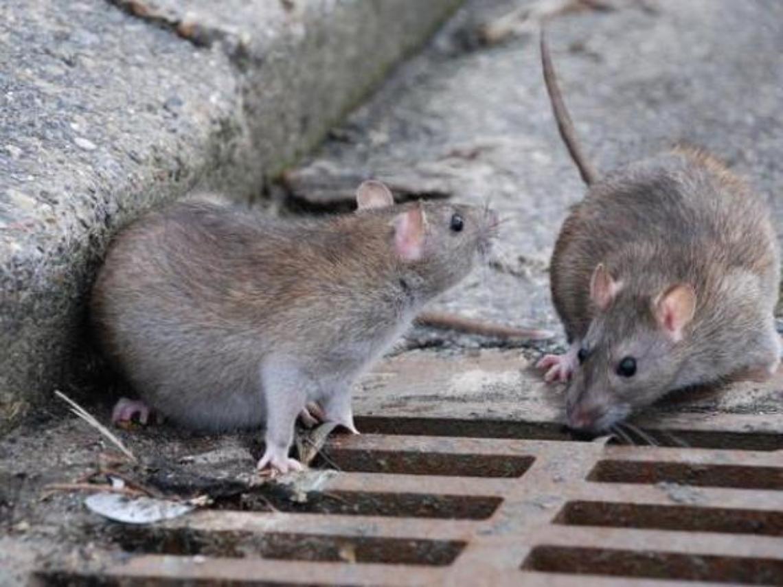 Topi a spasso in pieno centro: crescono le segnalazioni. E' polemica
