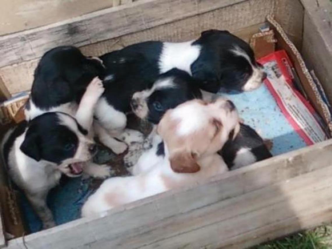 Cuccioli abbandonati, si moltiplicano i casi: è emergenza