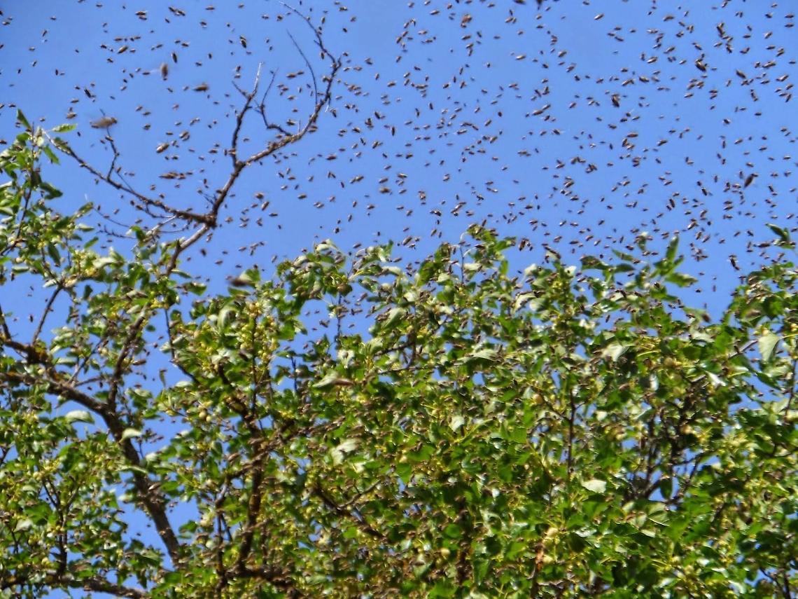 Sora, invasione di api tra Ponte Olmo e Pantano. Tanta paura tra i residenti