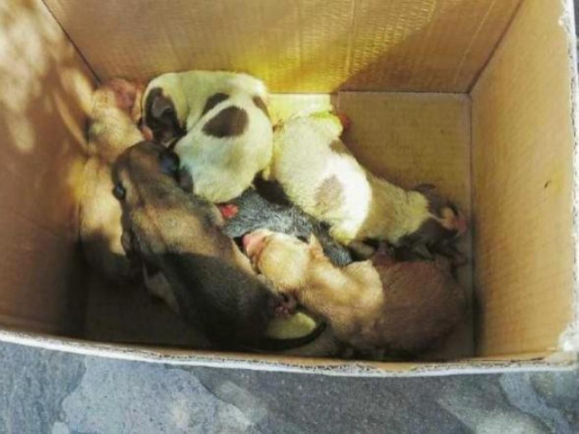 Veroli, ancora cuccioli abbandonati: è emergenza. Scatta la gara di solidarietà