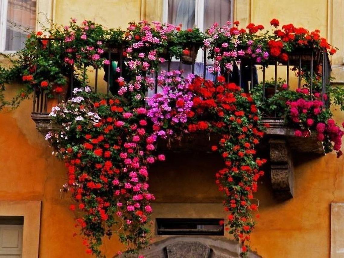 "Balconi fioriti e spazi aperti", un concorso a premi per colorare la città