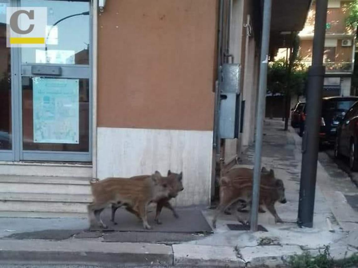 Cinghiali affamati nelle vie dello shopping, tra foto e passeggini in fuga