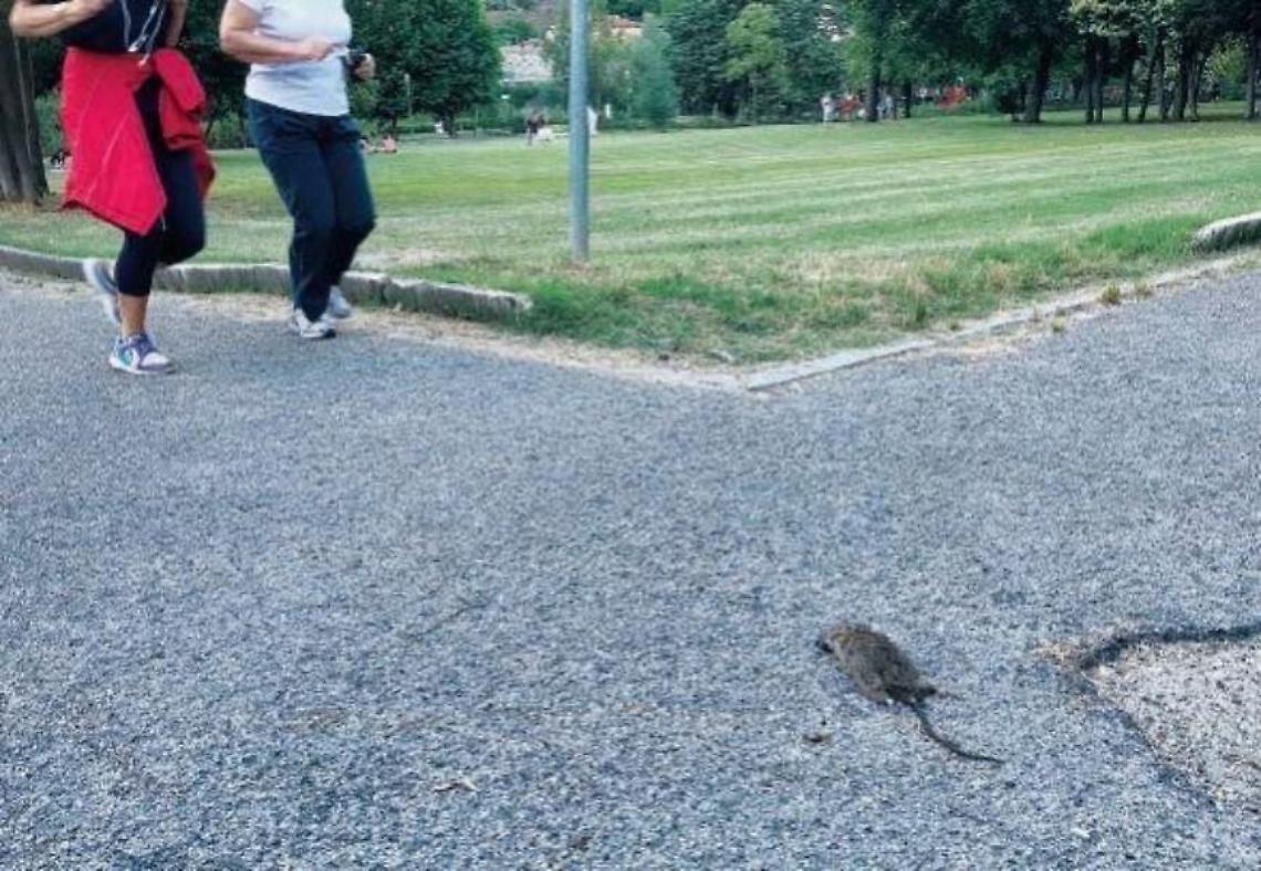 La villa comunale nell'incuria: a passeggio tra i topi morti