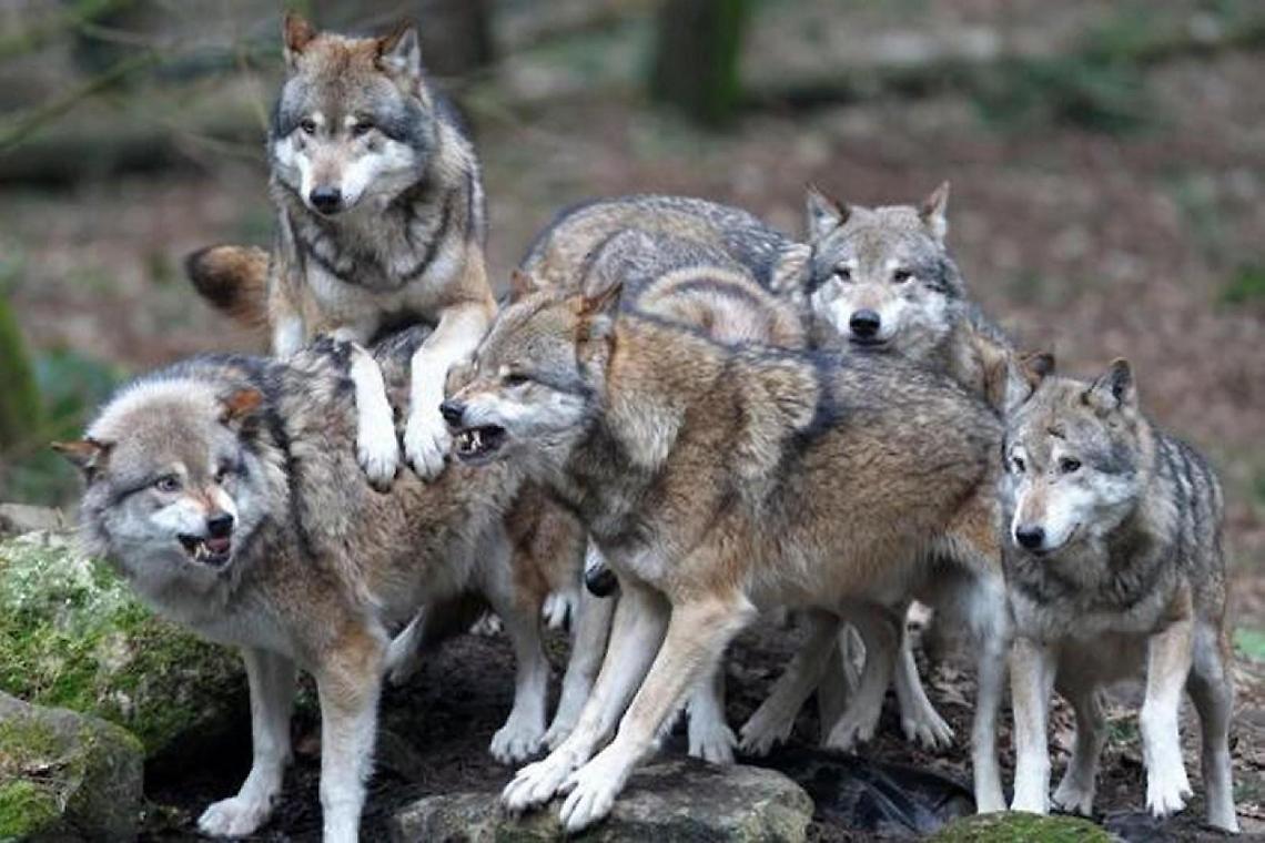 Vitelli sbranati nella notte. Esplode l'incubo dei lupi, scatta l'allarme
