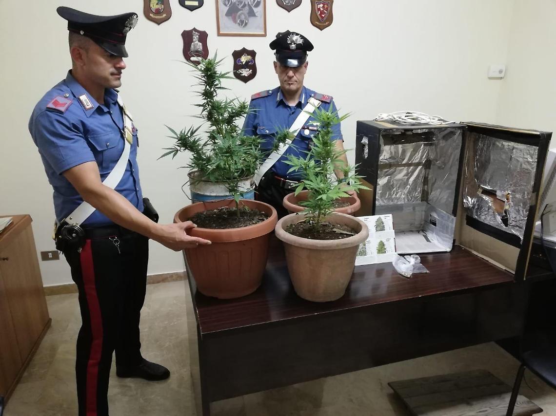 Con una "serra" artigianale per la droga in casa: giovane arrestato è già libero
