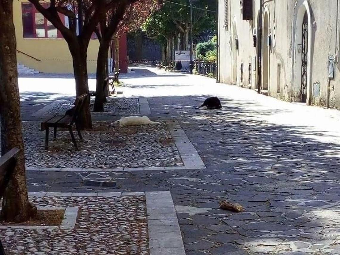 Cani morti avvelenati in pieno centro, una strage senza fine