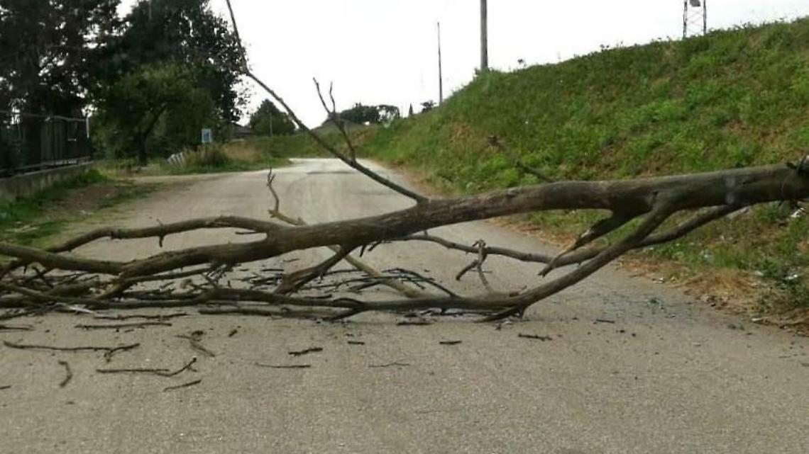 Anagni, albero si abbatte sulla strada che collega all'Anticolana