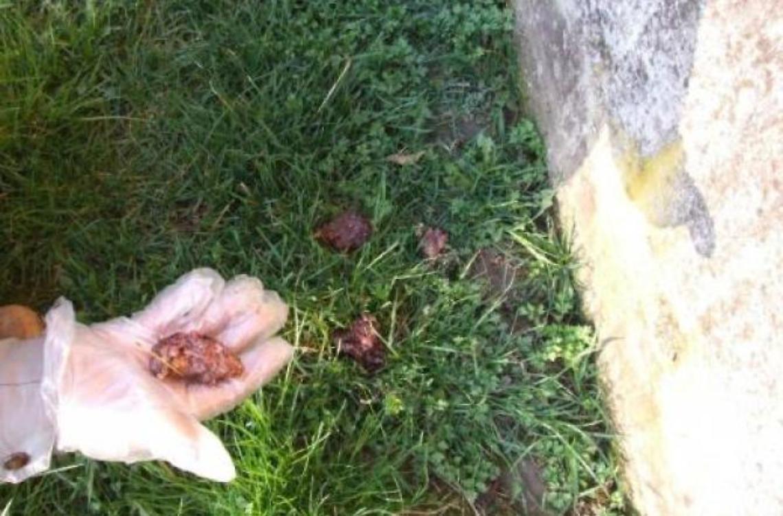 Mangia polpette avvelenate, muore il cagnolino di un bimbo disabile