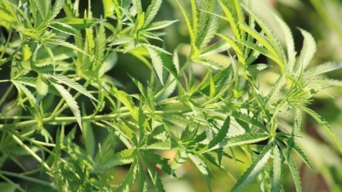 Piante di marijuana in un vicolo del centro storico sotto gli occhi di tutti