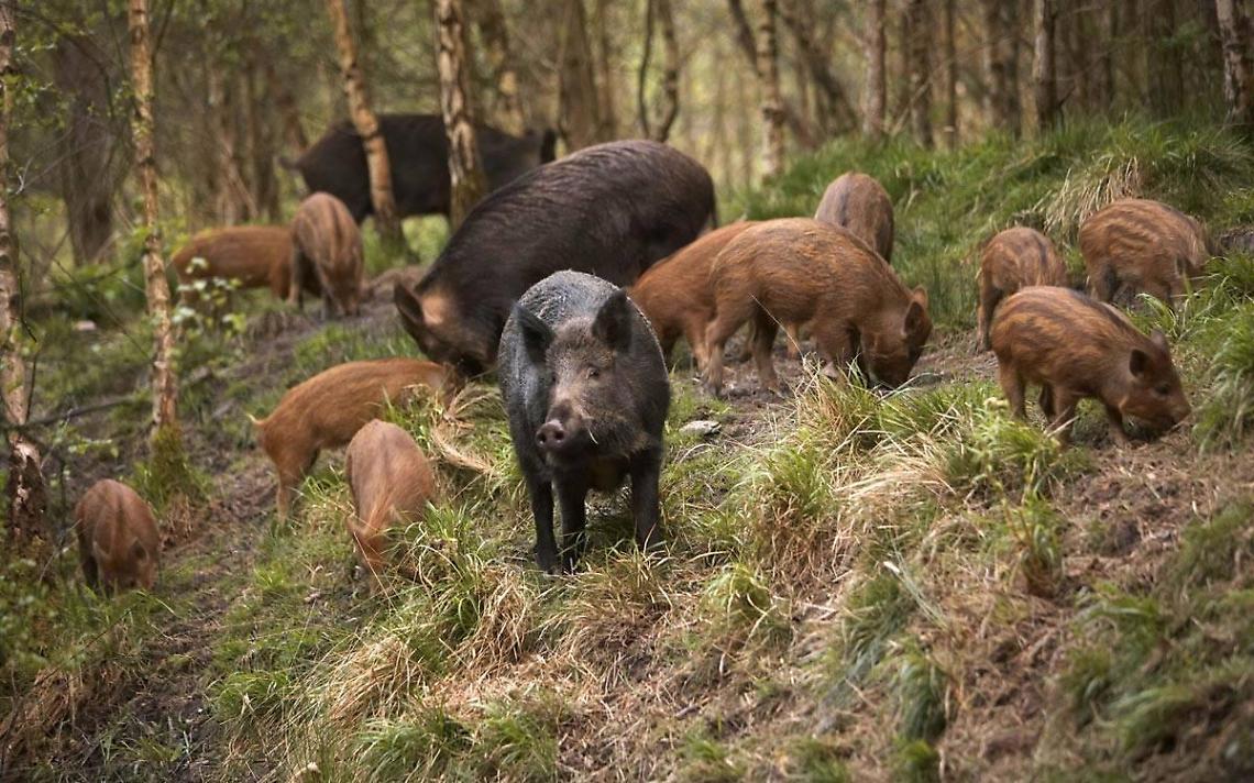 Pericolo cinghiali, diversi danni all'agricoltura: si chiedono interventi mirati