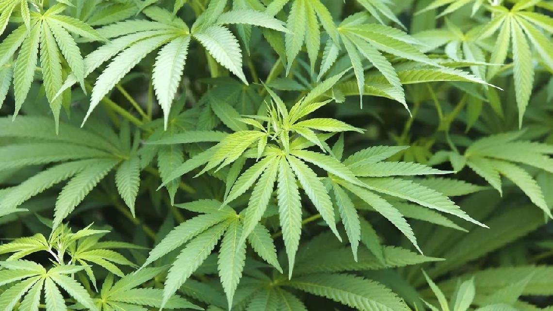 Marijuana coltivata su terreni demaniali: scoperte due piantagioni