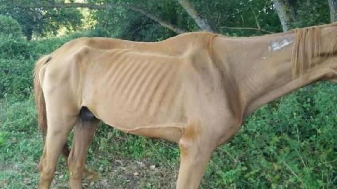 Cavalli morti e malnutriti: l'agghiacciante scoperta in un allevamento