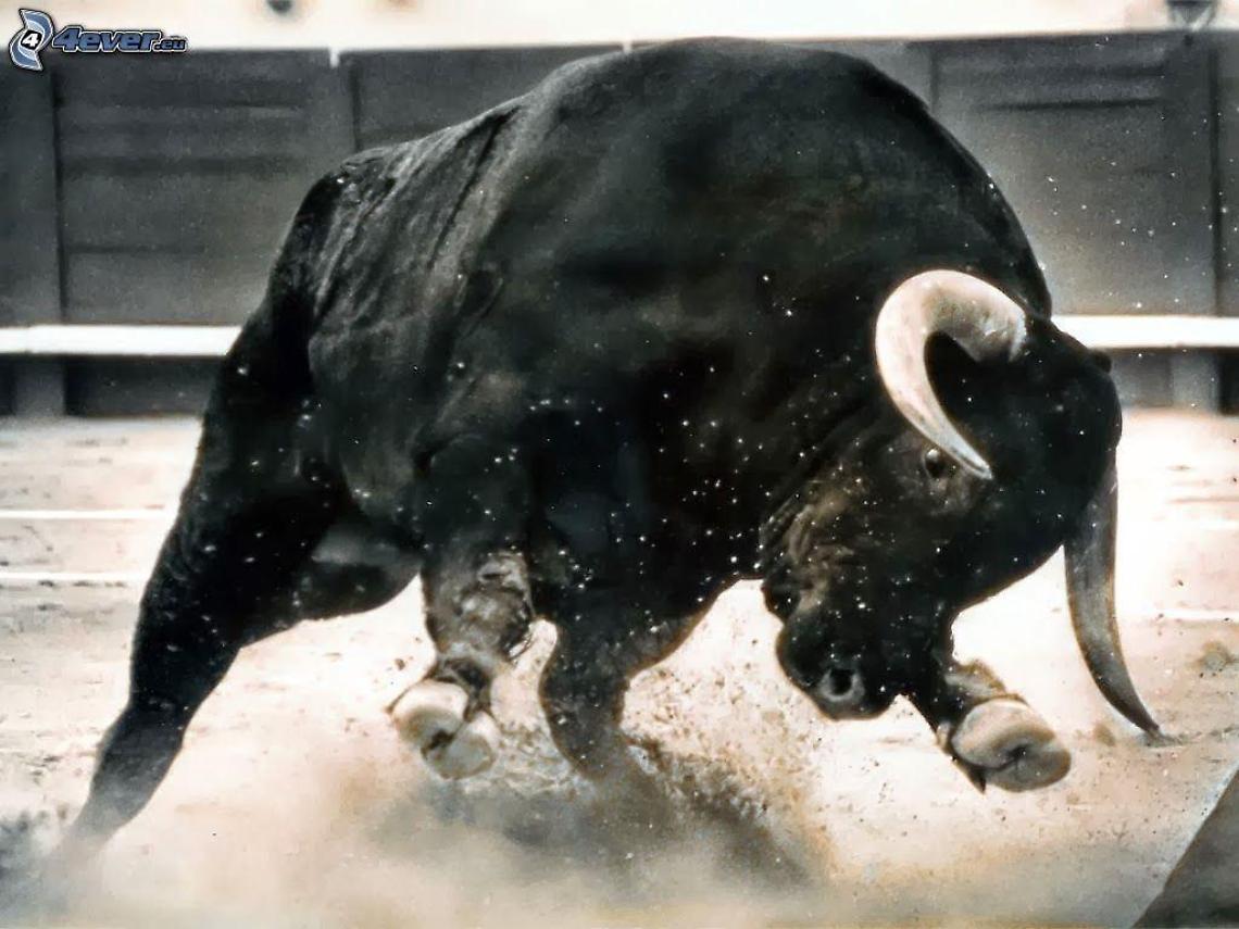 Uomo incornato da un toro, elitrasportato in condizioni critiche