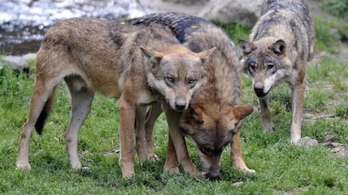 Lupi avvistati in città, scatta l'allarme sui social: accertamenti in corso