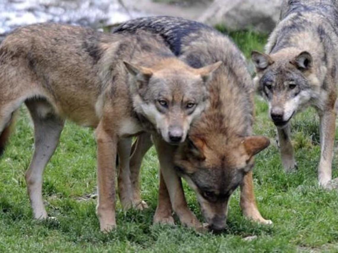 Allarme lupi, sempre più vicini alle abitazioni: due i casi di pecore sbranate