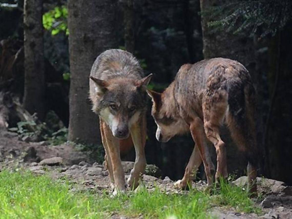 Lupi in città e sempre più vicini alle case: avvistati anche sulla provinciale