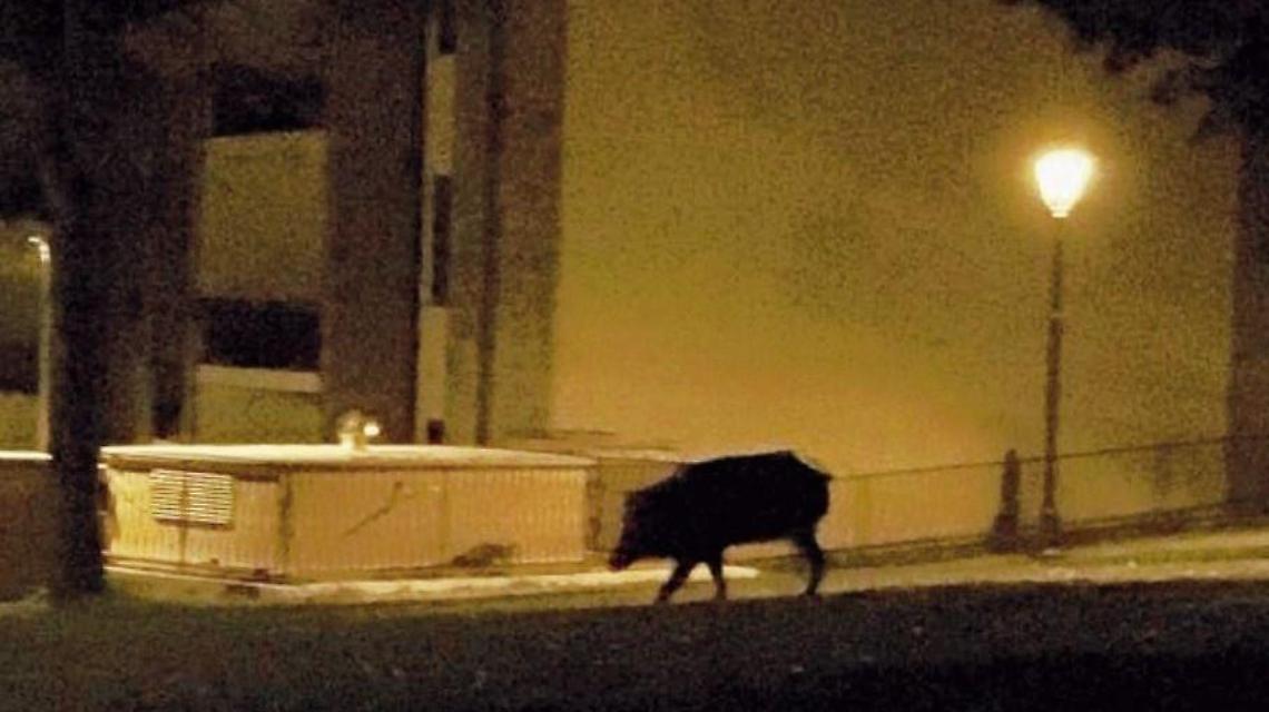 Emergenza cinghiali: un grosso esemplare a spasso nel parco della villa comunale