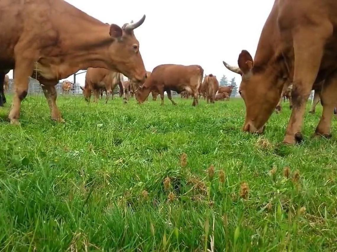 Vende le sue mucche...E prende una "bufala": commerciante raggirato