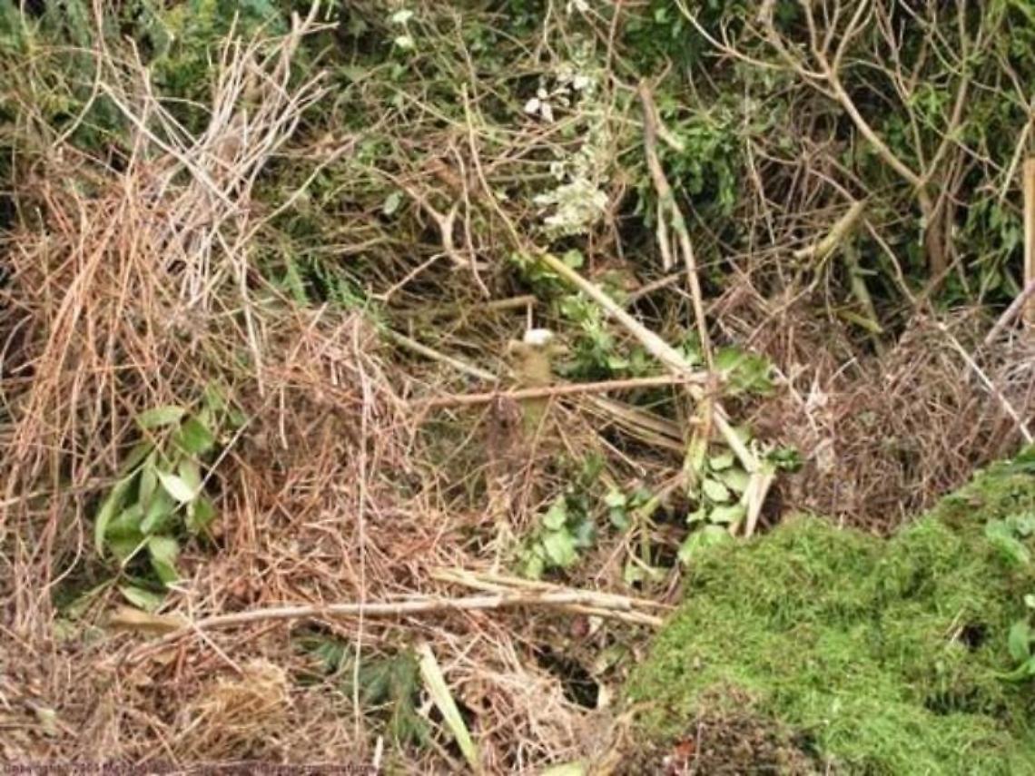 Boville Ernica, il percorso naturalistico invaso dalle erbacce