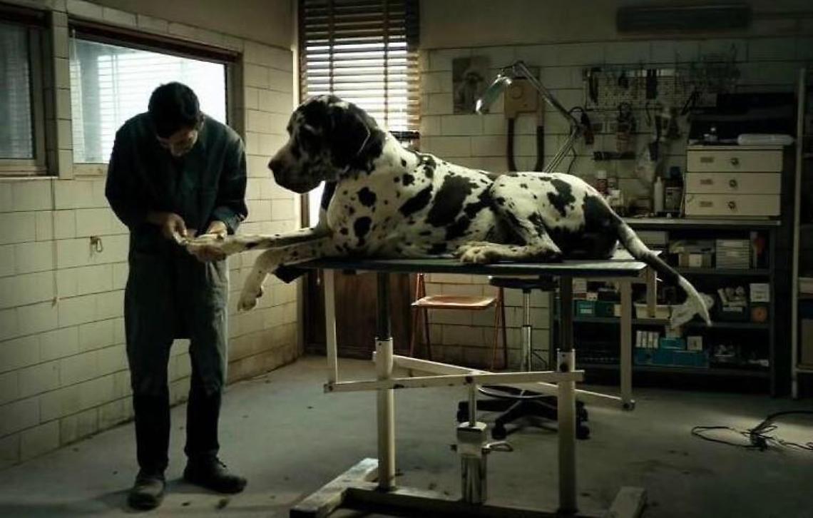Cinema, Premio Oscar: l'Italia sceglie "Dogman" di Matteo Garrone