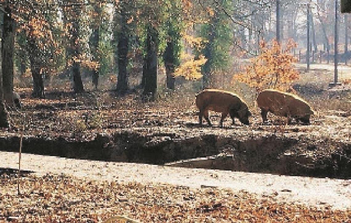 La "guerra dei maiali" non si placa: giovedì si va davanti al Tar