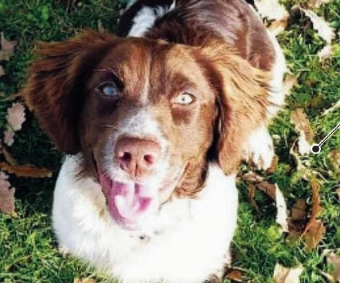 Bocconi killer: morto avvelenato il cane da tartufo Asia