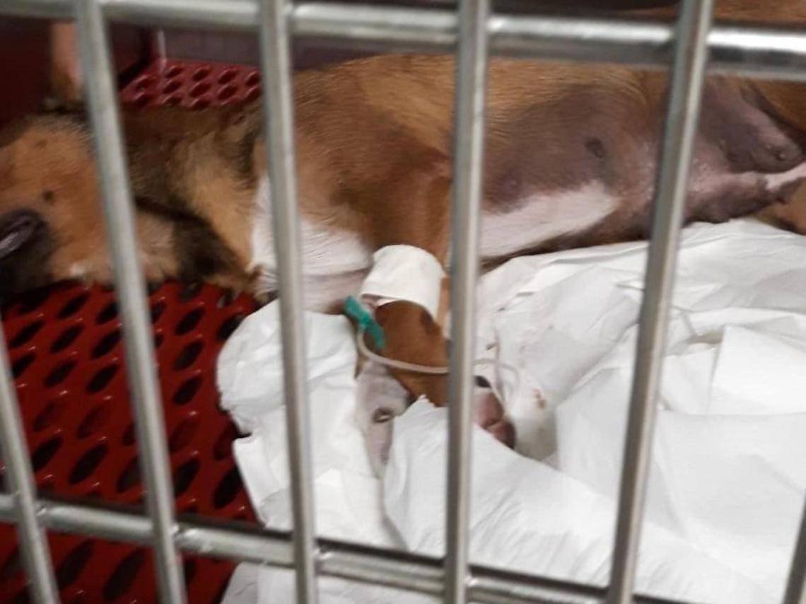 Allarme esche avvelenate: ancora due cani trovati in gravissime condizioni