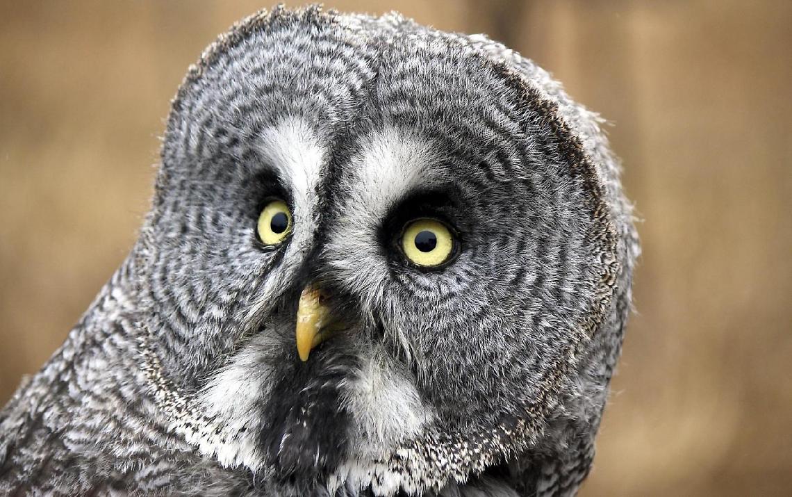 'Ali Erniche': dopo essere stati curati i rapaci tornano in libertà