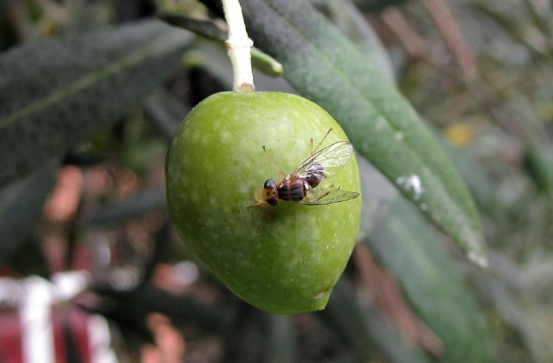 La "mosca olearia" ha distrutto le olive: produttori in affanno
