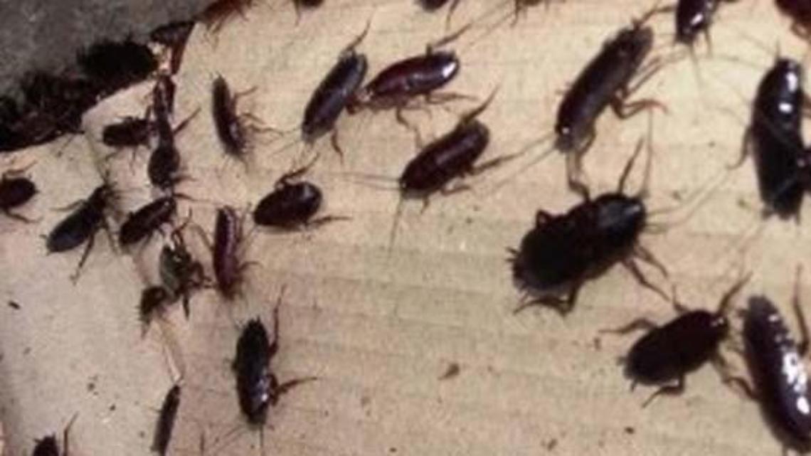 Invasione di blatte e cattivi odori dagli appartamenti dei profughi: è caos