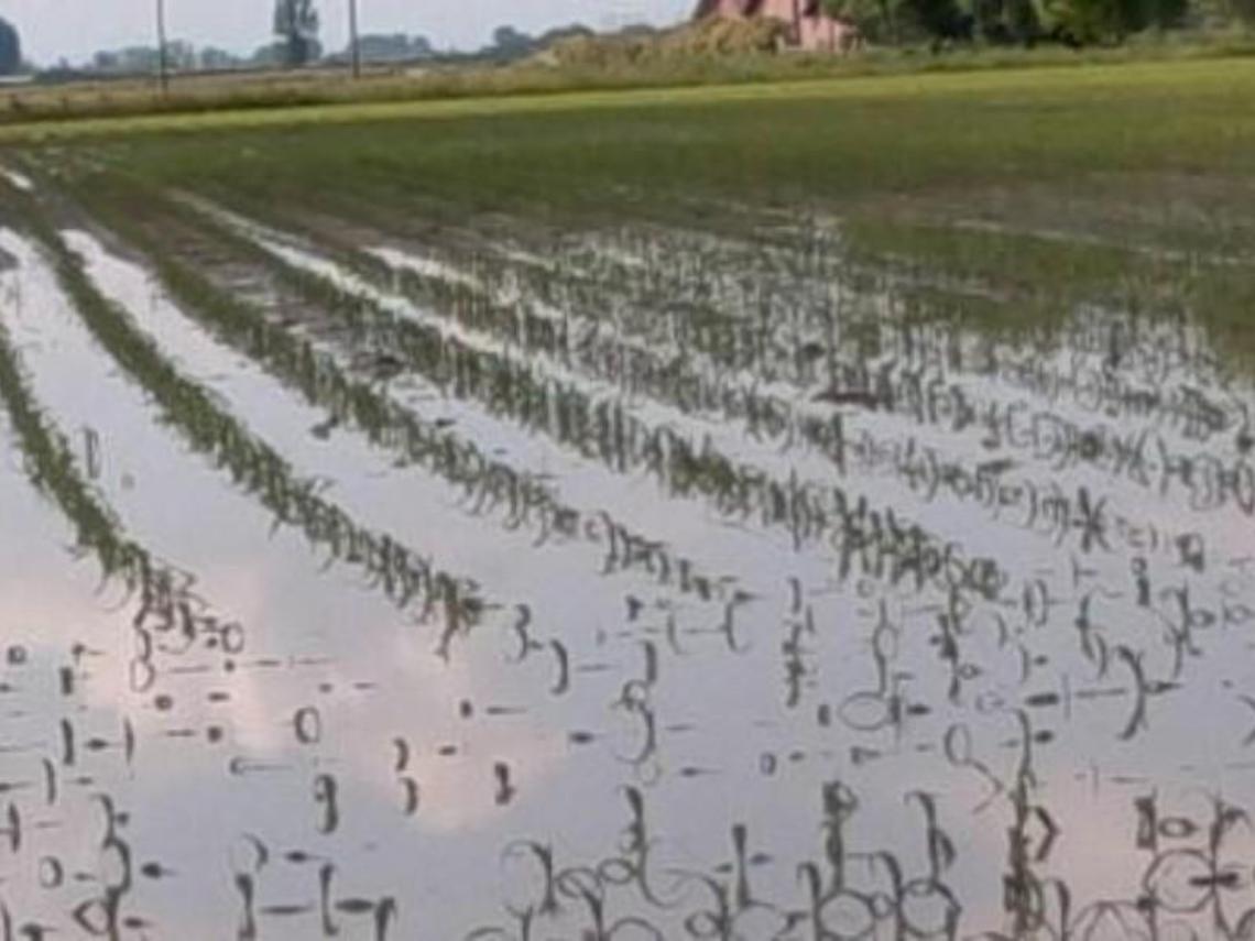 Maltempo senza pietà: pioggia e vento lasciano gli agricoltori in ginocchio