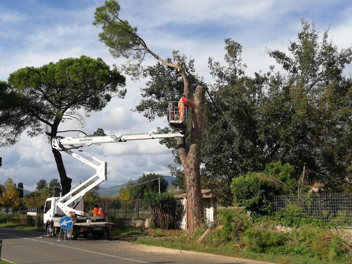 Casilina, pini killer: due mesi per arrivare alla verità