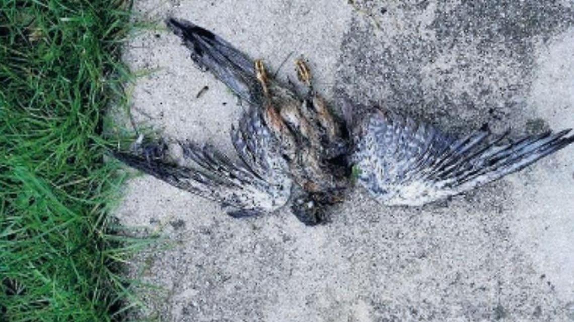 Falco impallinato, i cittadini protestano: "Spari troppo vicini alle case"