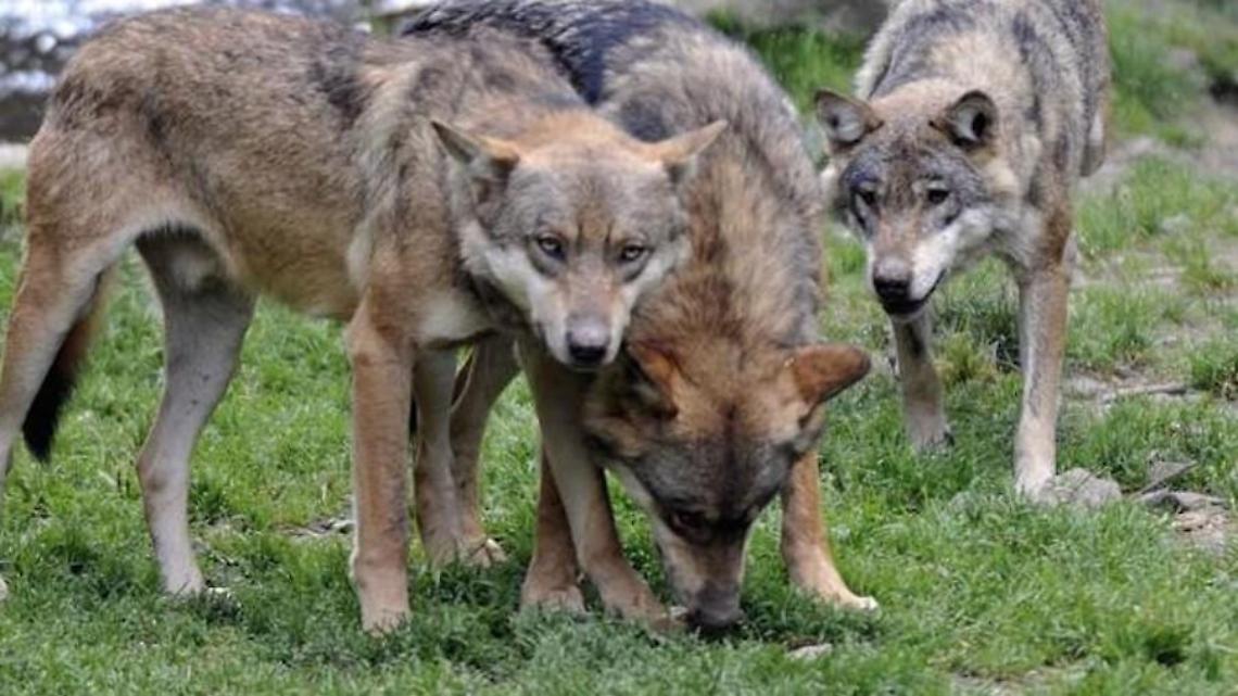Con tre lupi in giardino: branchi sempre più vicini alle case. Cresce la paura