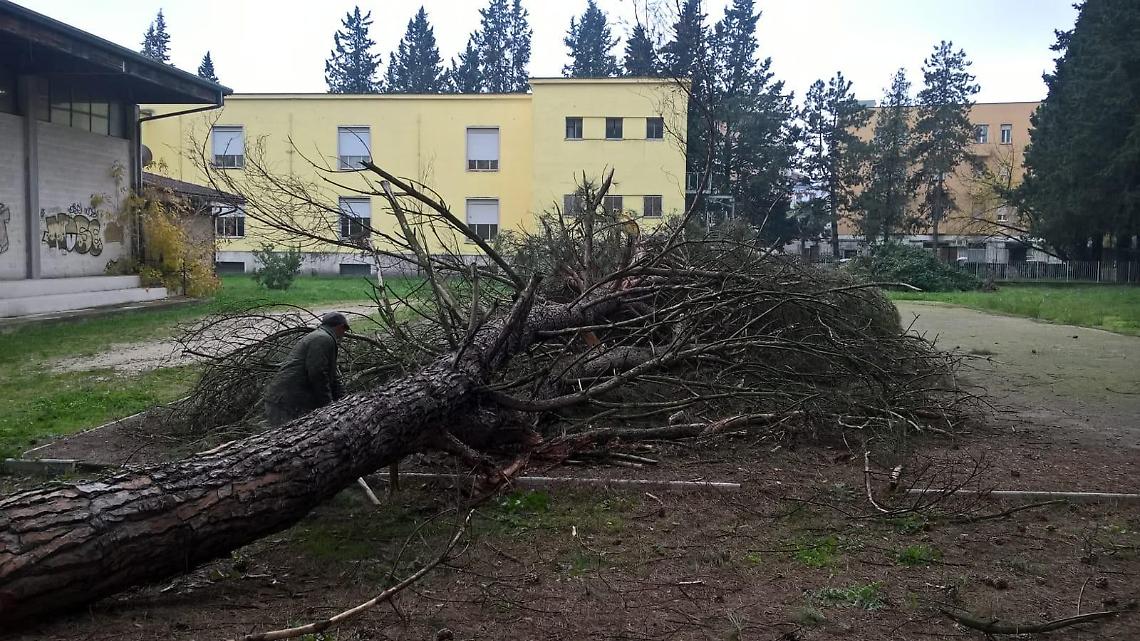 Alberi pericolosi per i bambini delle elementari: tagliati i pini a rischio