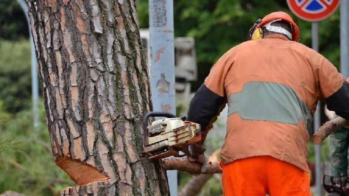 Ceprano, via gli alberi pericolosi dalle scuole: domani campanella anticipata