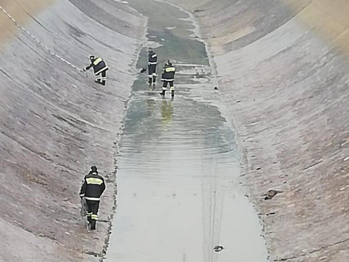 Un cane scivola nel canale: salvato dai vigili del fuoco