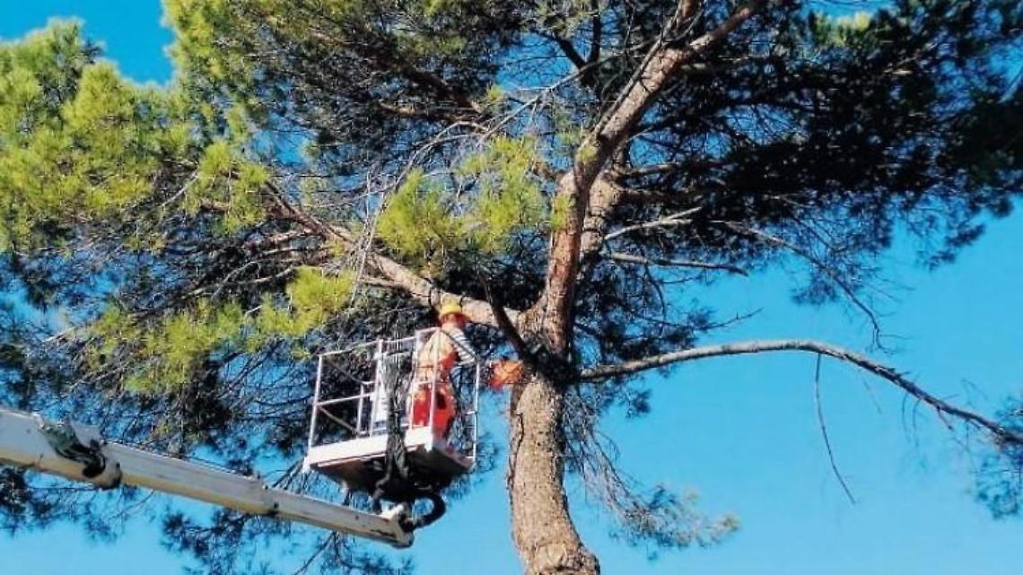 Pini pericolosi sulla Casilina: la responsabilità sarebbe dei singoli Comuni