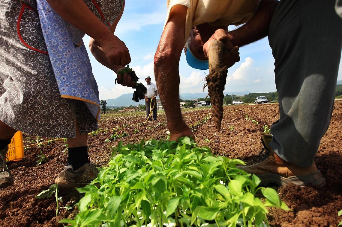 Pontecorvo, giovani e agricoltura: boom di aziende. Peperone e tabacco al top