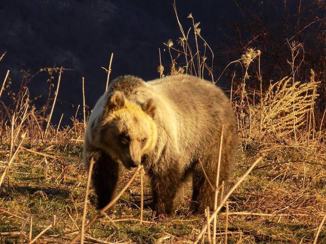 Caccia nel parco: Area contigua, associazioni in pressing. Appello al ministro