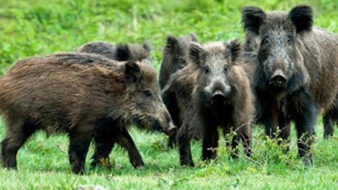 Danni della fauna selvatica: