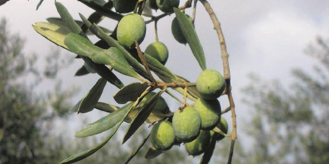 Olio d'oliva, settore in ginocchio: drammatico calo della raccolta