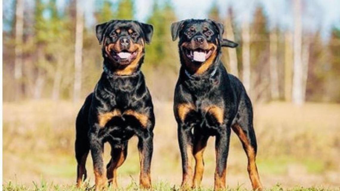 Donna aggredita e ferita da due rottweiler: salvata dai vicini
