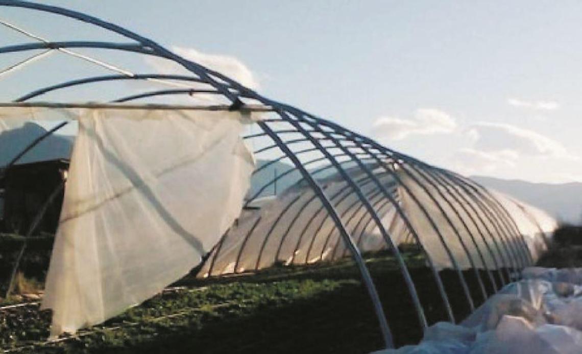 I danni del vento: duro colpo per gli agricoltori, settore in ginocchio