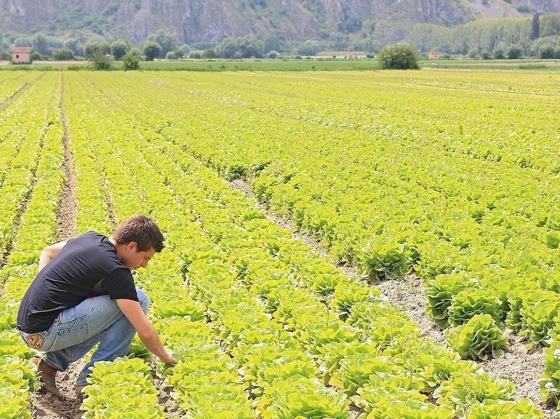 Pontecorvo, boom di giovani agricoltori: nascono 40 nuove aziende